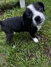 Enlarge Dean, a Adoptable mixed breed in Sudbury, MA image 3/3
