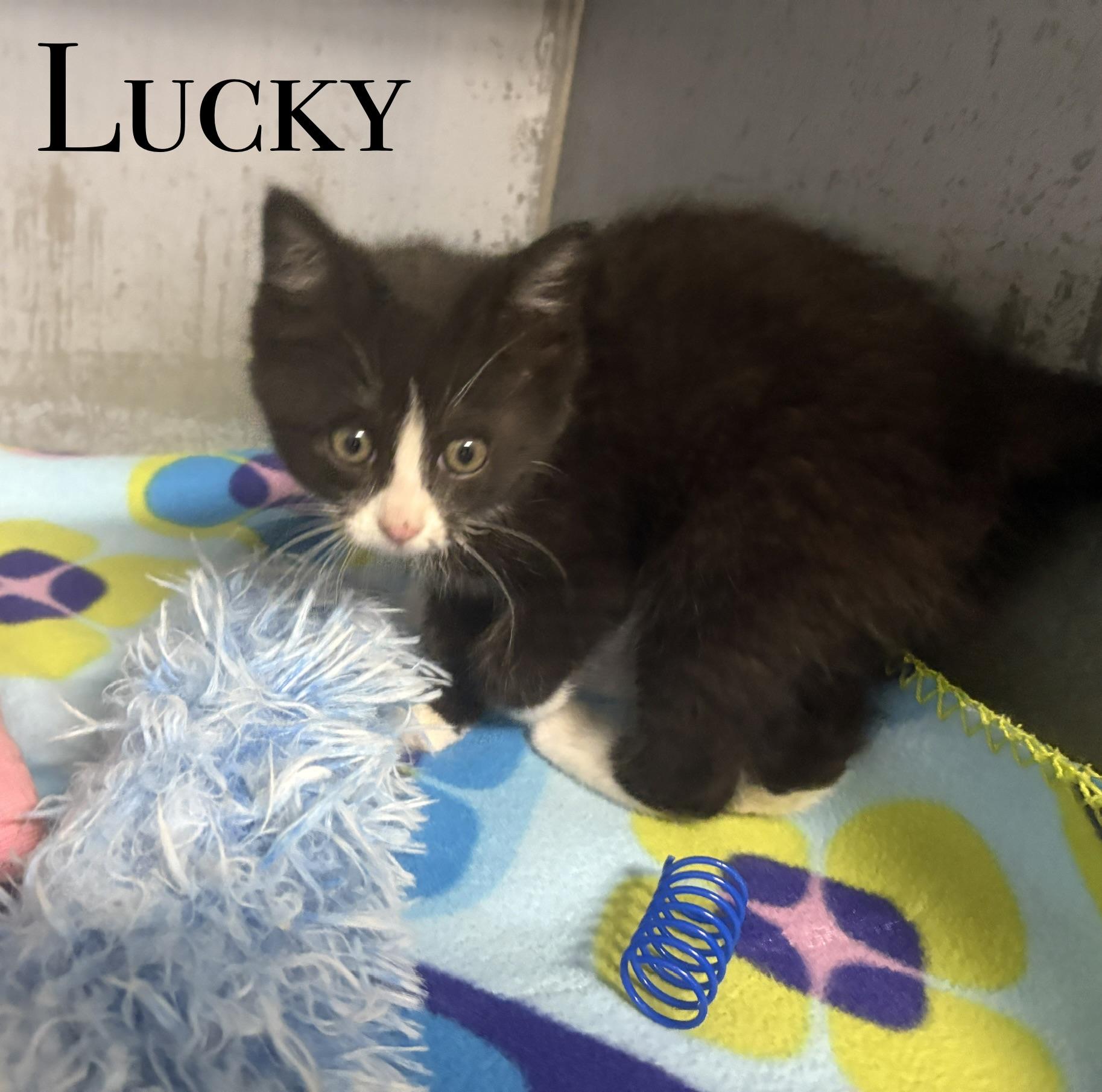 Enlarge And more Kittens, a ADOPTABLE Domestic Short Hair in Craig, CO image 4/5