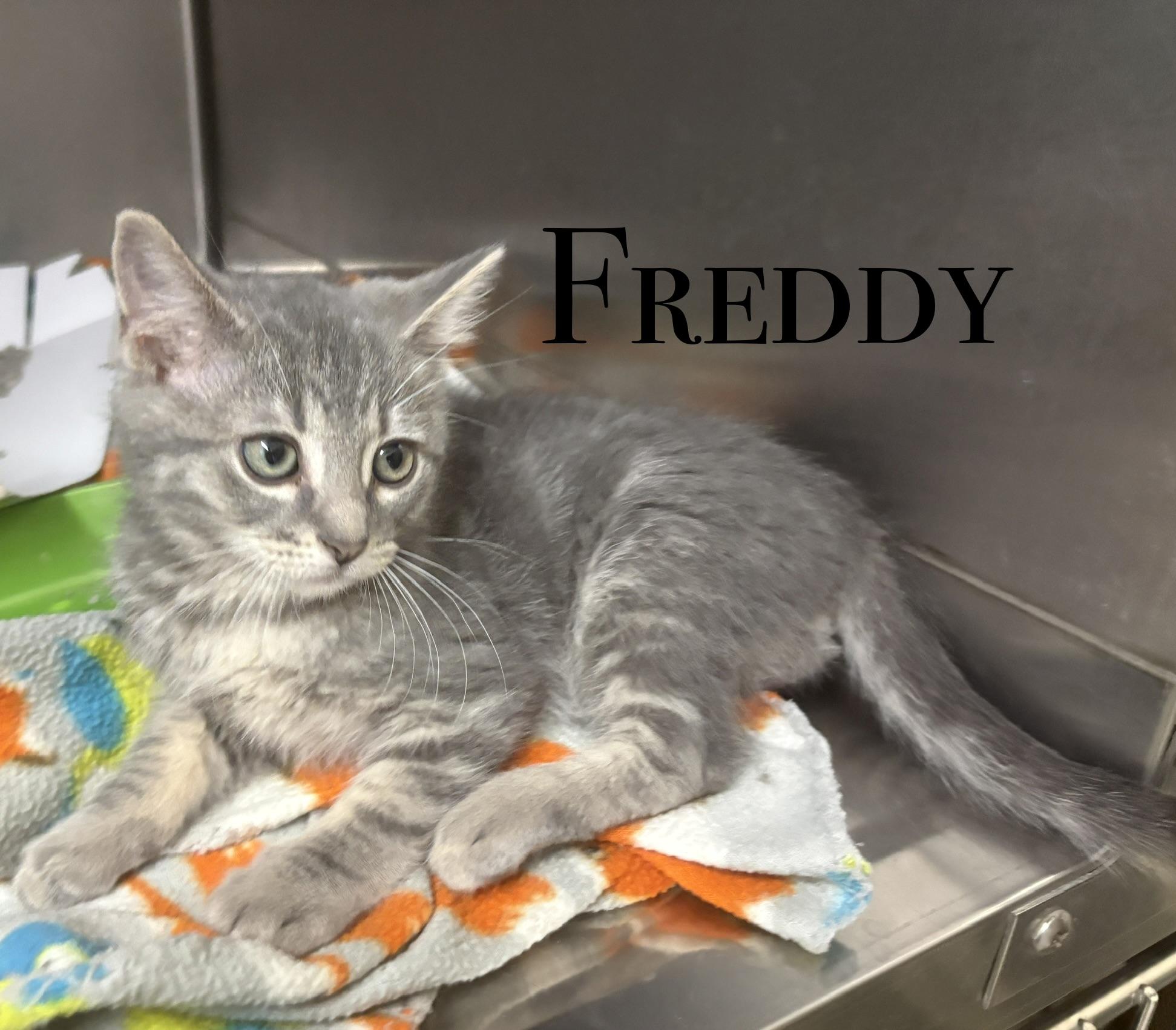And more Kittens, ADOPTABLE, Kitten Male Domestic Short Hair.