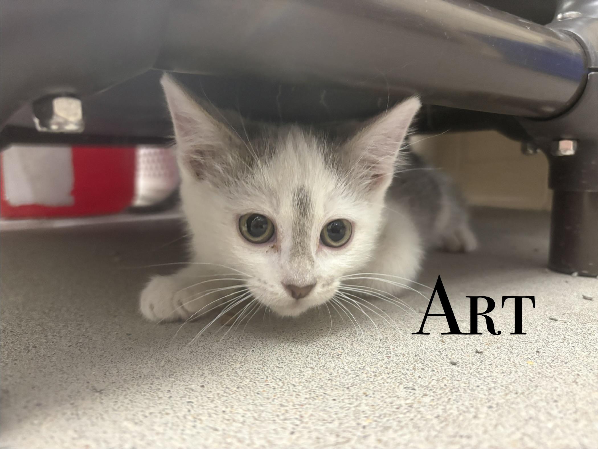 Enlarge And more Kittens, a ADOPTABLE Domestic Short Hair in Craig, CO image 3/5