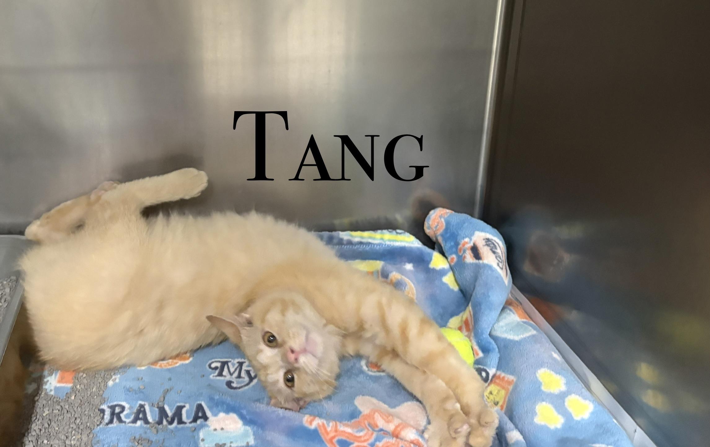 Enlarge And more Kittens, a ADOPTABLE Domestic Short Hair in Craig, CO image 5/5