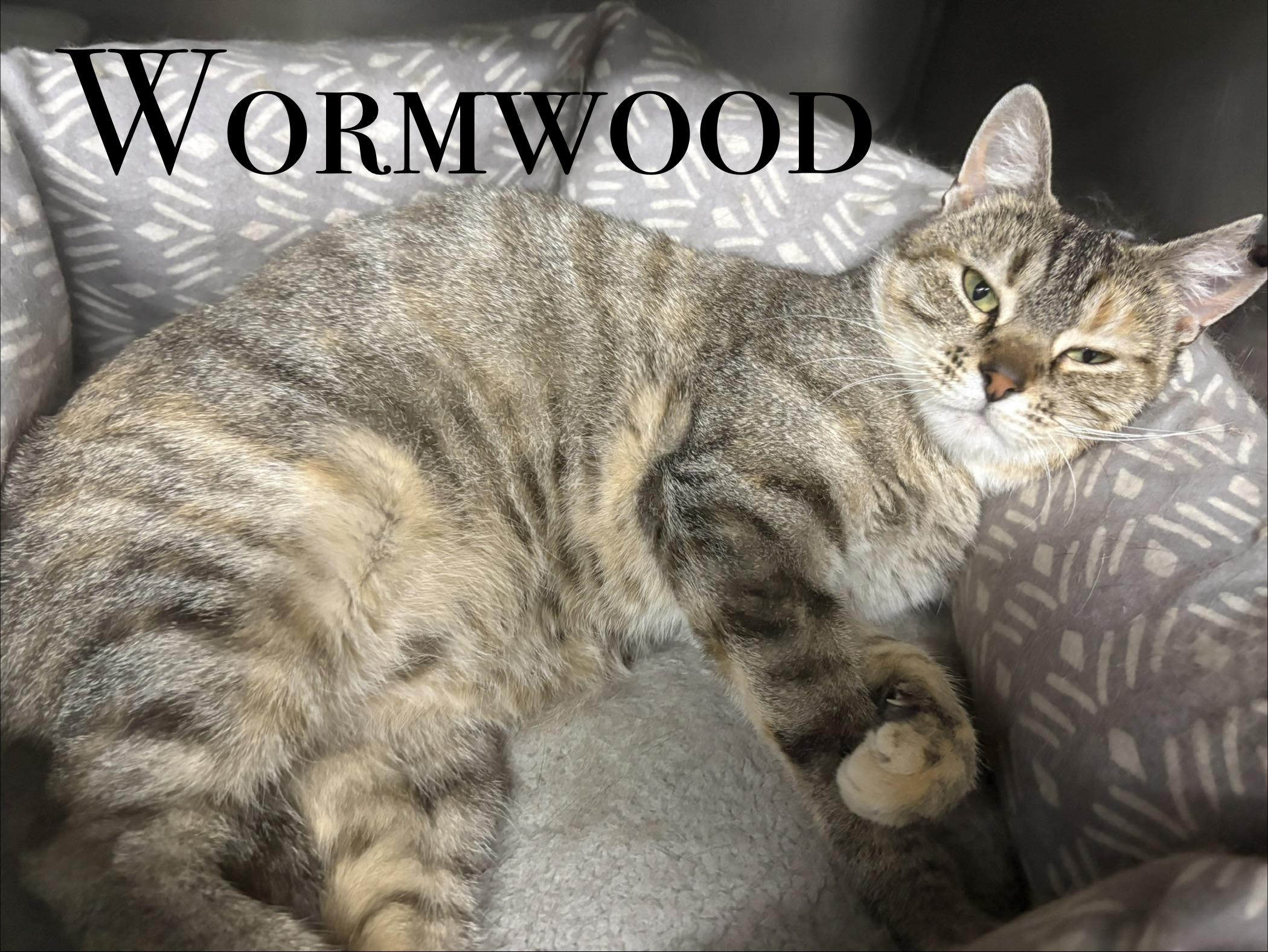 Enlarge And more Kittens, a ADOPTABLE Domestic Short Hair in Craig, CO image 2/5