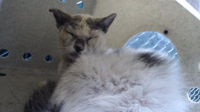 INDOKAT, Adoptable, Adult Male Domestic Short Hair & Domestic Short Hair.