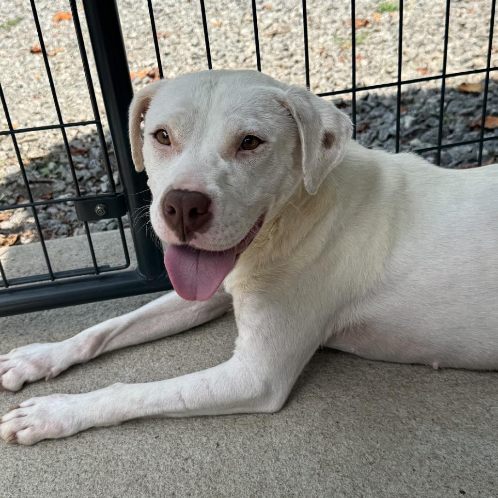 Eloise, Adoptable, Adult Female Mixed Breed.