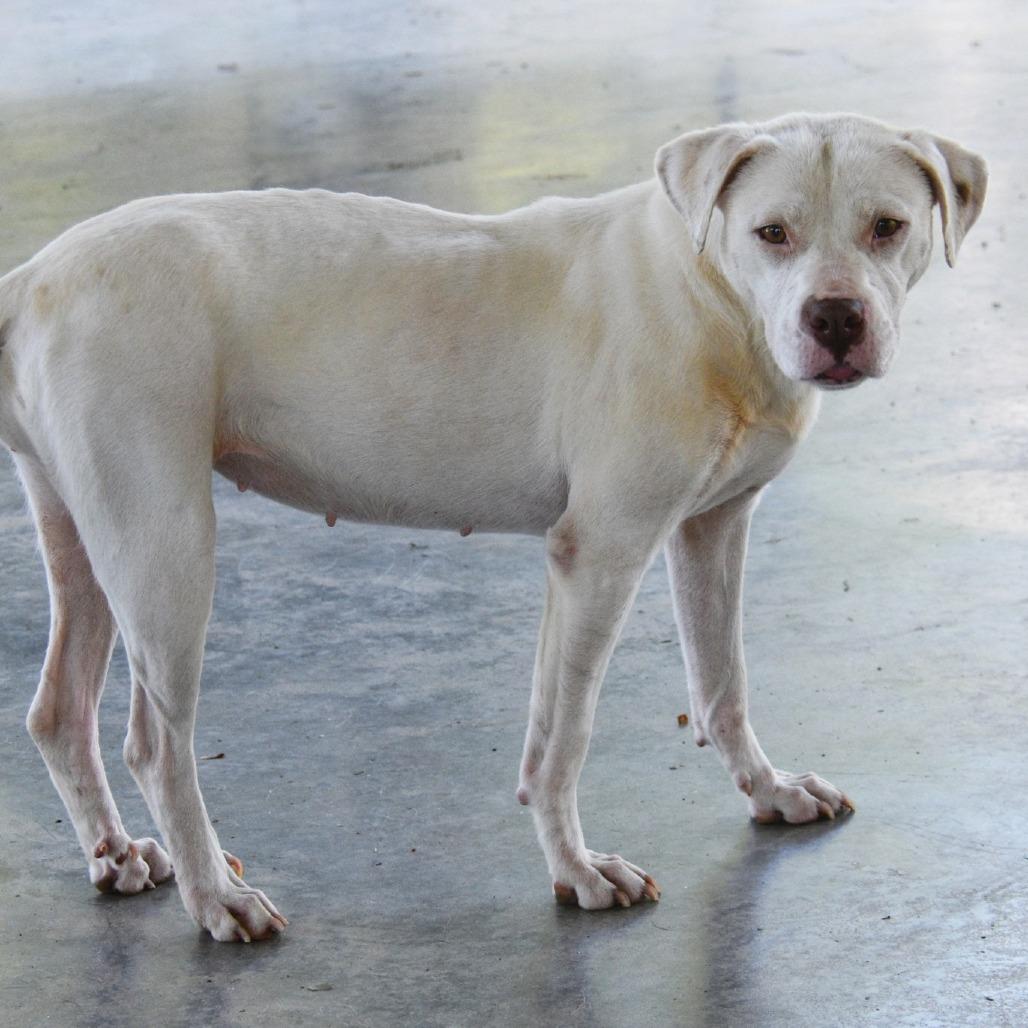 Enlarge Eloise, a Adoptable Mixed Breed in Columbus, NC image 2/5