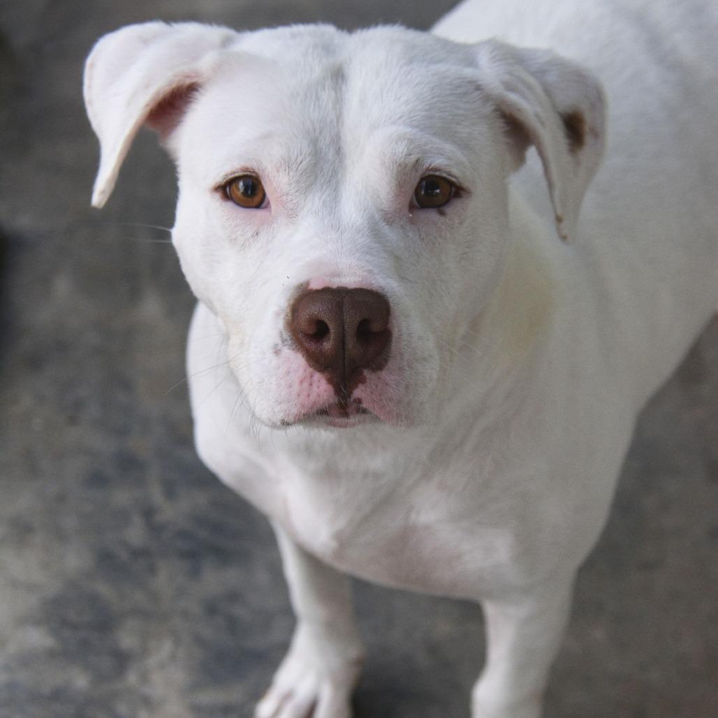 Eloise, a Adoptable Mixed Breed in Columbus, NC image 3/6