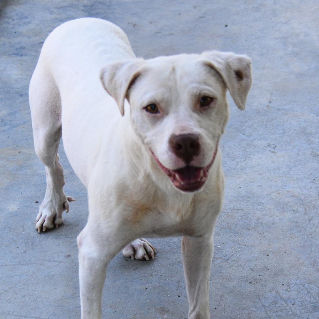 Enlarge Eloise, a Adoptable Mixed Breed in Columbus, NC image 3/5
