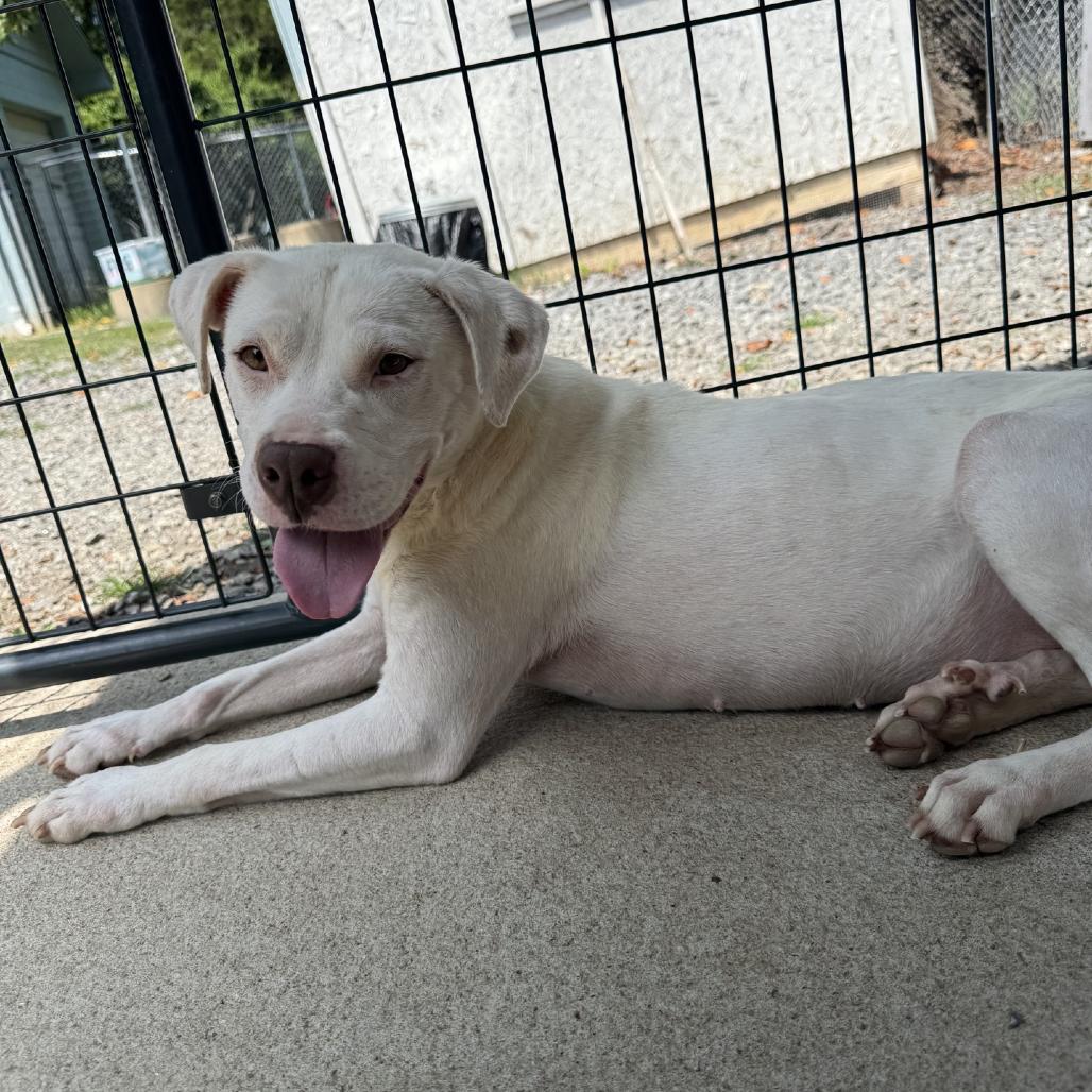 Enlarge Eloise, a Adoptable Mixed Breed in Columbus, NC image 4/5
