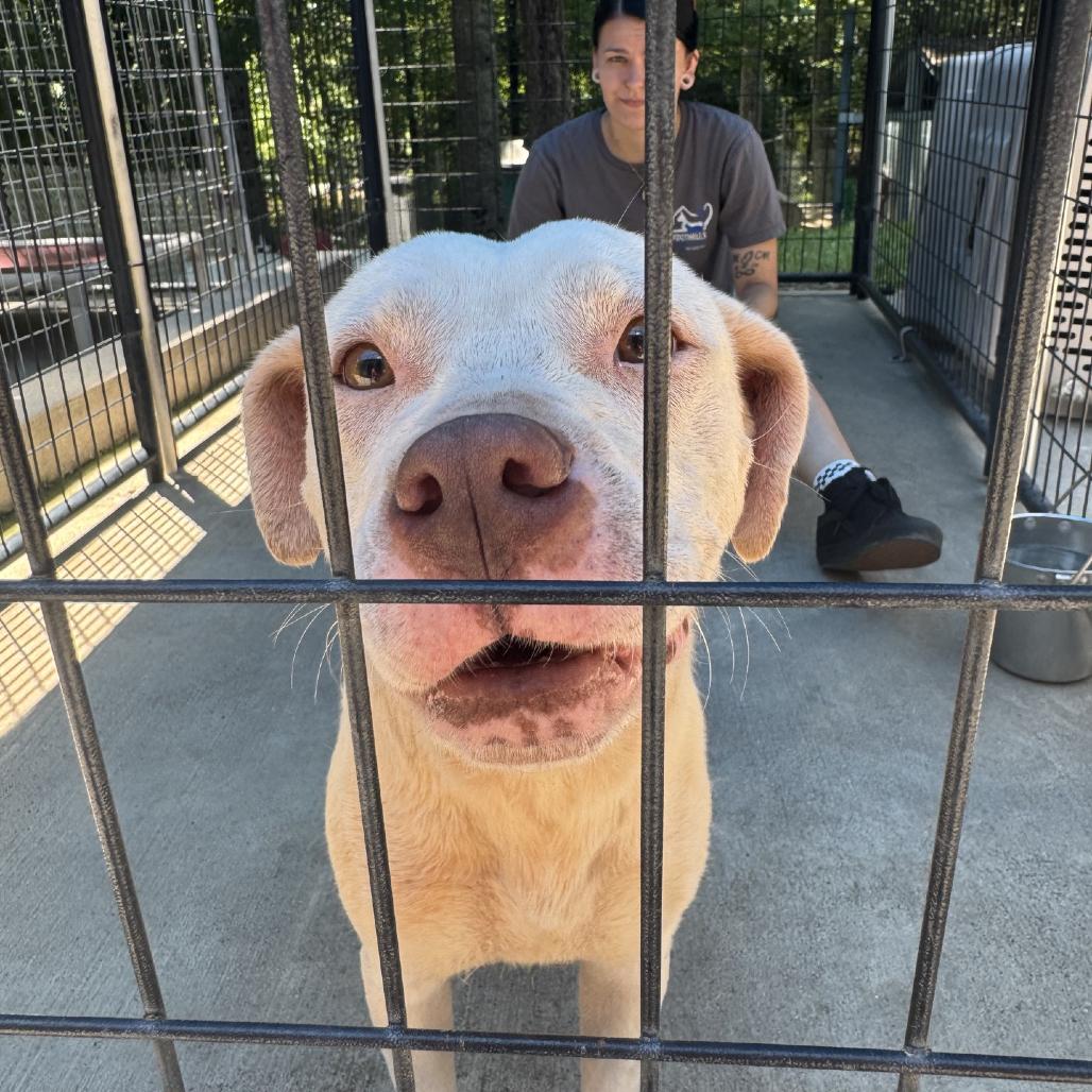 Enlarge Eloise, a Adoptable Mixed Breed in Columbus, NC image 5/5