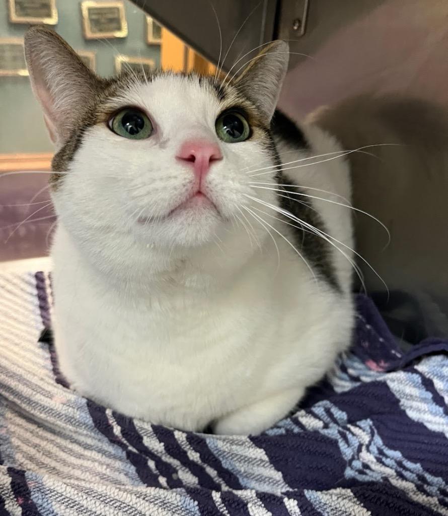 Enlarge Indi, a Adoptable mixed breed image 1/1