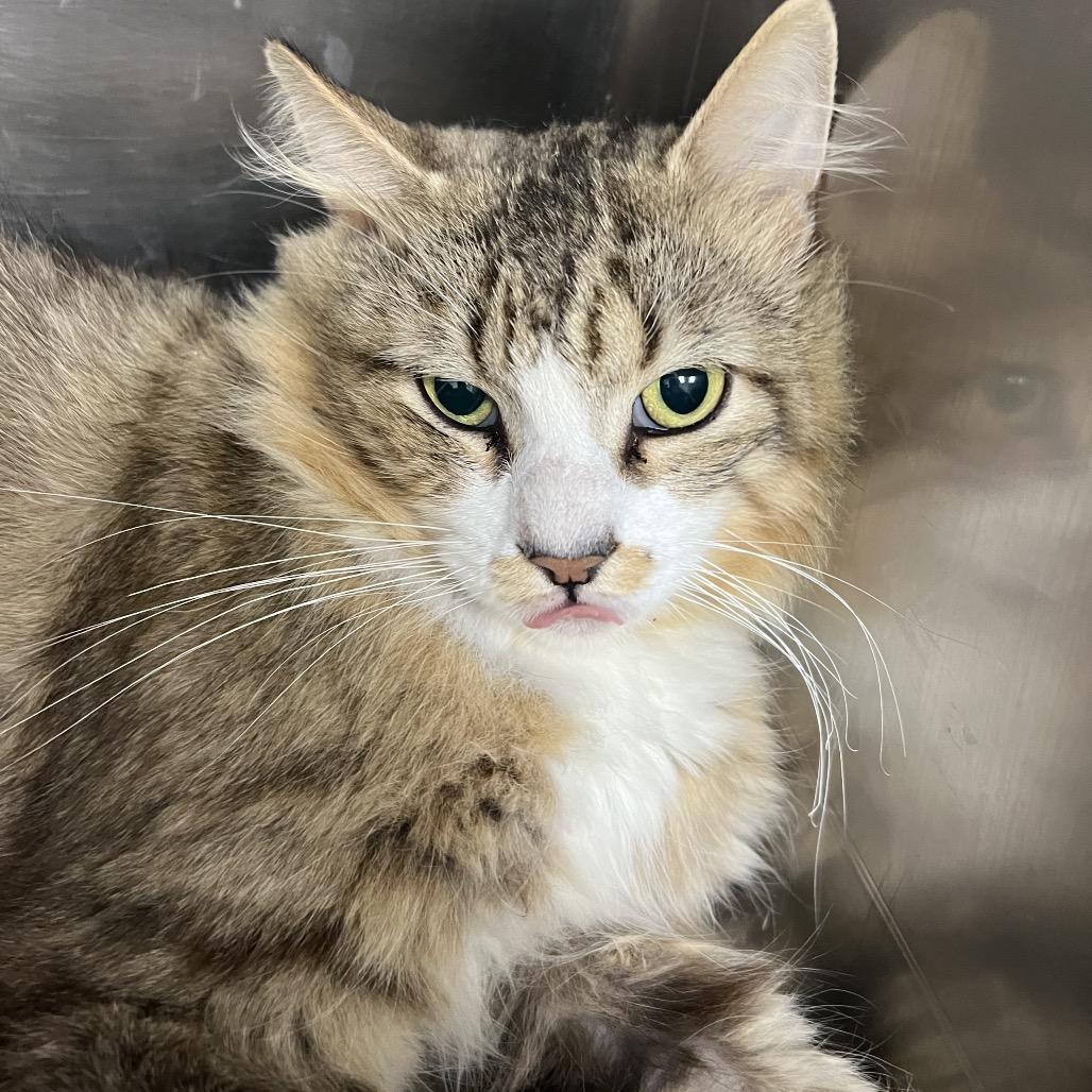 Wheely Tired, Adoptable, Adult Male Domestic Medium Hair.