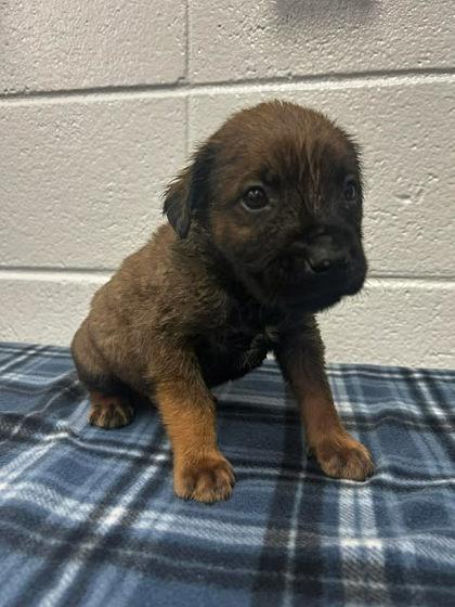 Sour Grapes, Adoptable, Adult Male Shepherd & Mixed Breed.