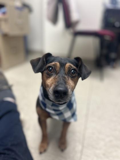 Twister, adopted, Adult Male Mixed Breed.