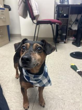 Enlarge Twister, an adopted Mixed Breed in Hamilton, OH image 2/2