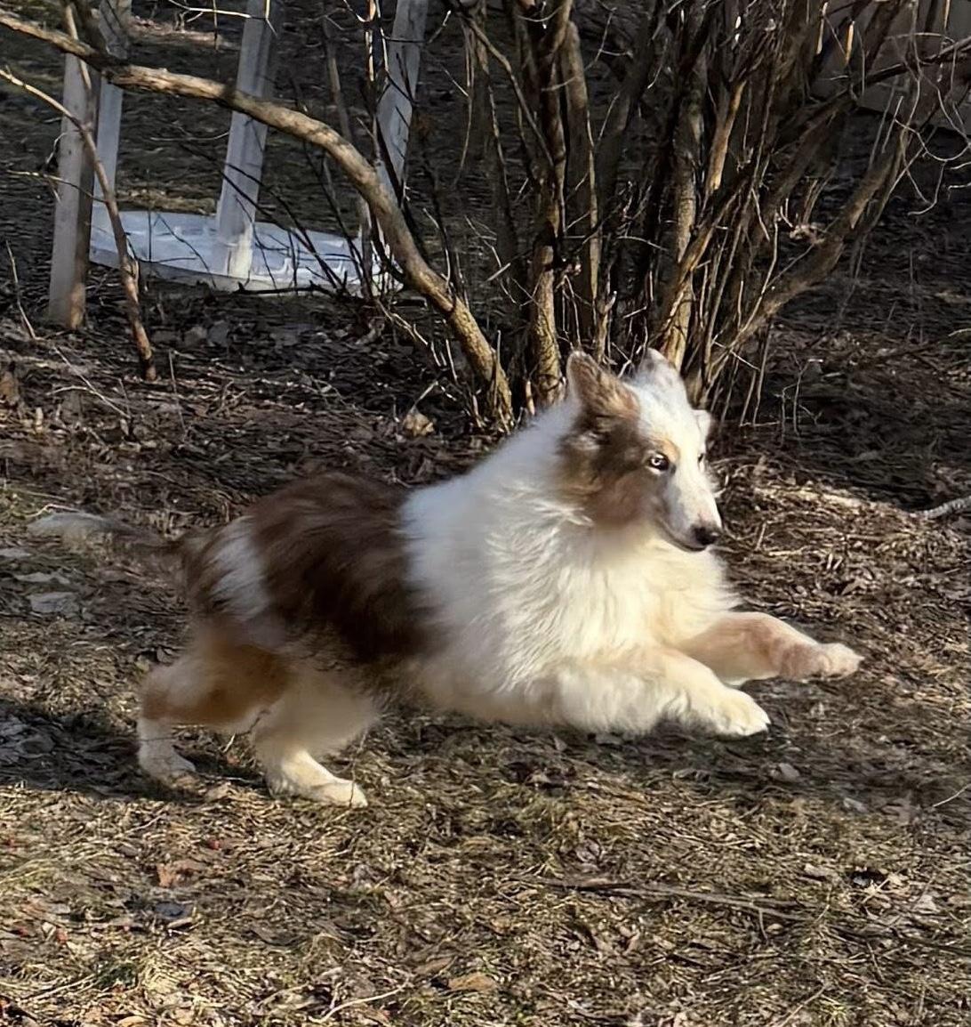 Enlarge Mackie, a ADOPTABLE Shetland Sheepdog / Sheltie in Circle Pines, MN image 2/5