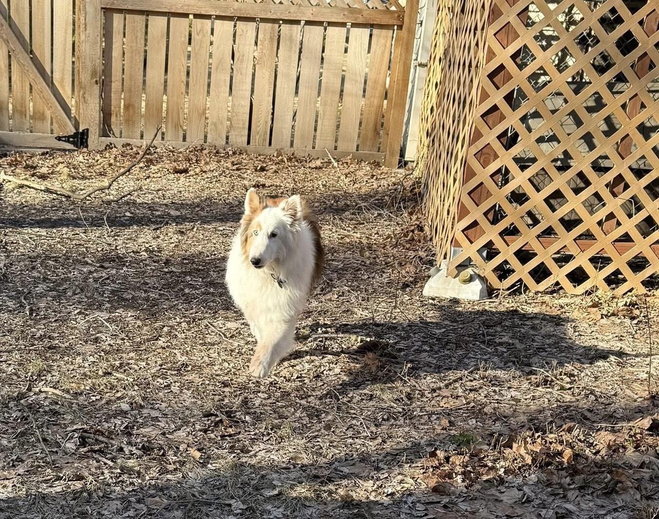 Enlarge Mackie, a ADOPTABLE Shetland Sheepdog / Sheltie in Circle Pines, MN image 3/5