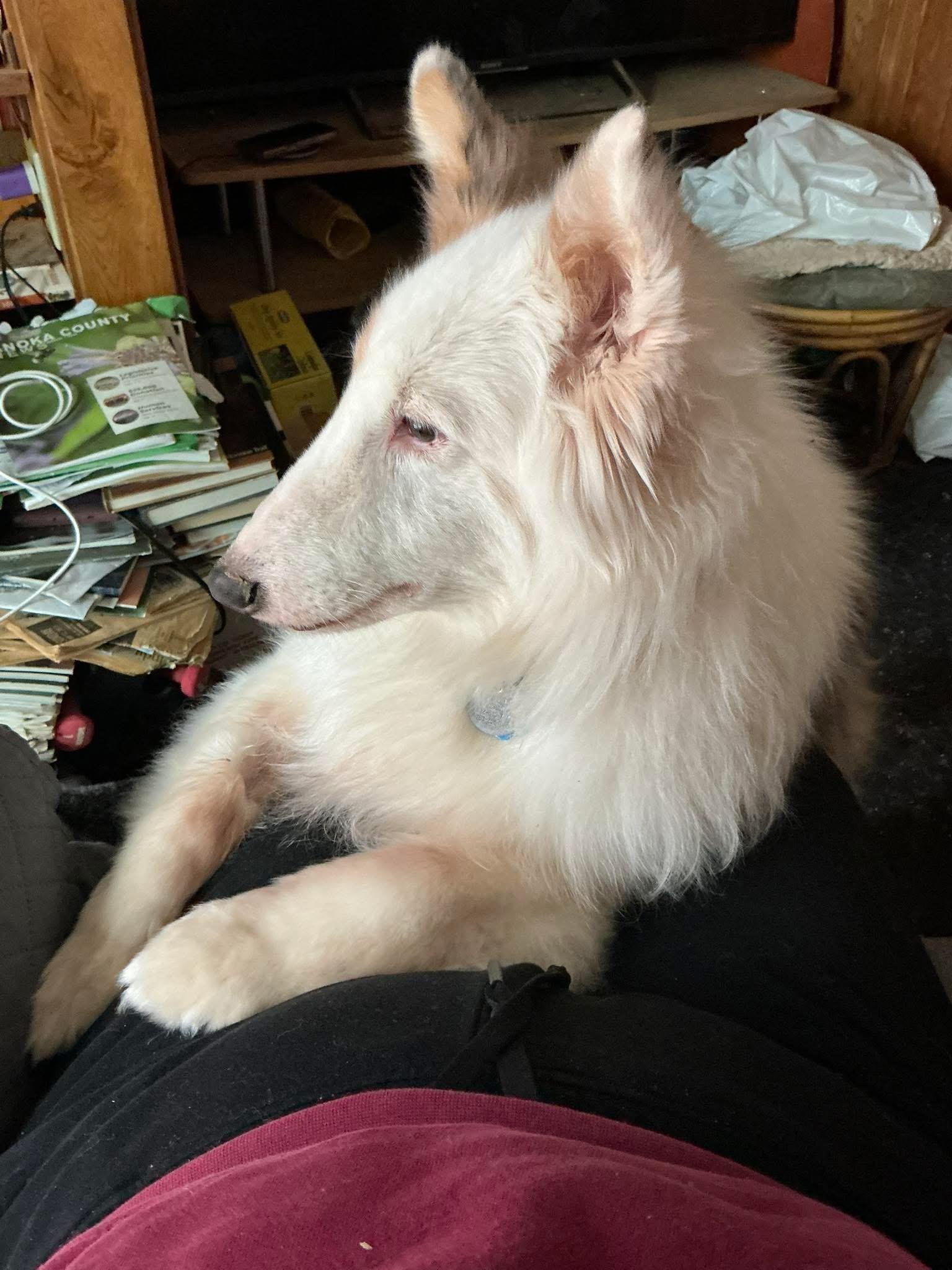 Enlarge Mackie, a ADOPTABLE Shetland Sheepdog / Sheltie in Circle Pines, MN image 4/5