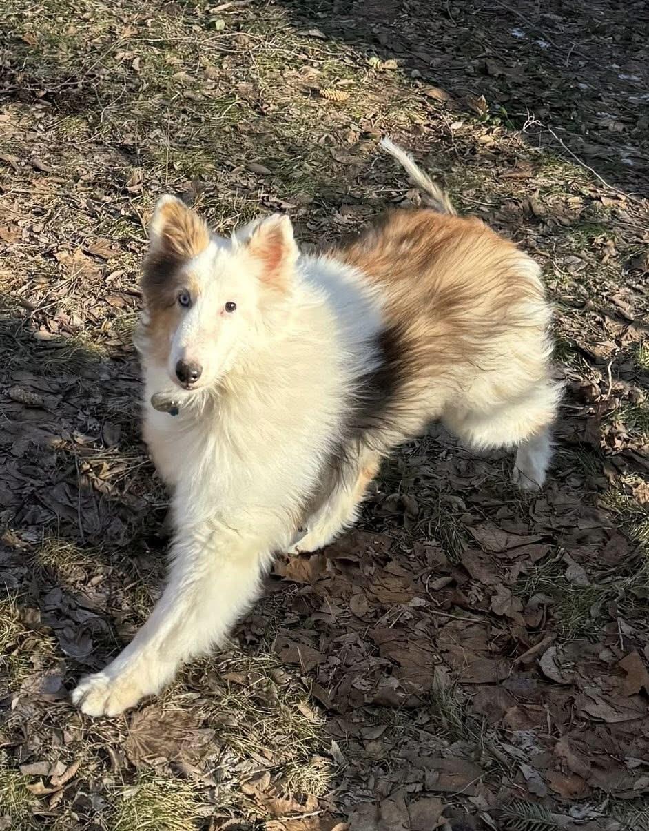 Mackie, ADOPTABLE, Senior Female Shetland Sheepdog / Sheltie.