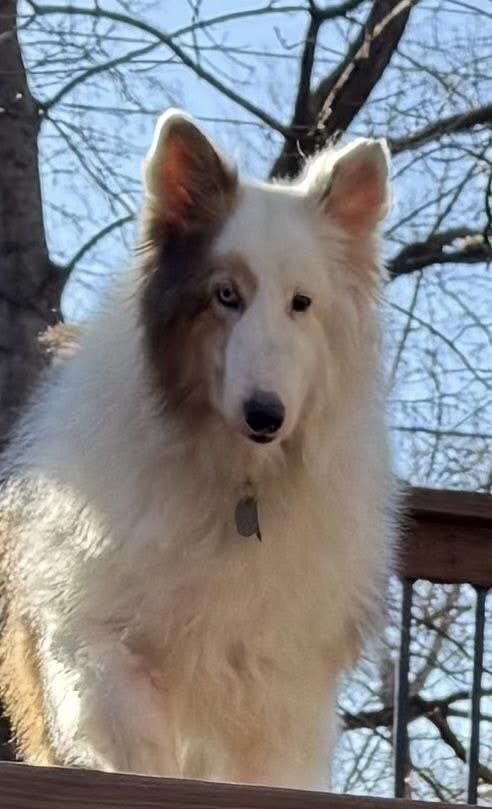 Enlarge Mackie, a ADOPTABLE Shetland Sheepdog / Sheltie in Circle Pines, MN image 5/5
