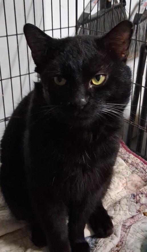Enlarge Ardy, a ADOPTABLE Domestic Short Hair in Bear, DE image 2/2