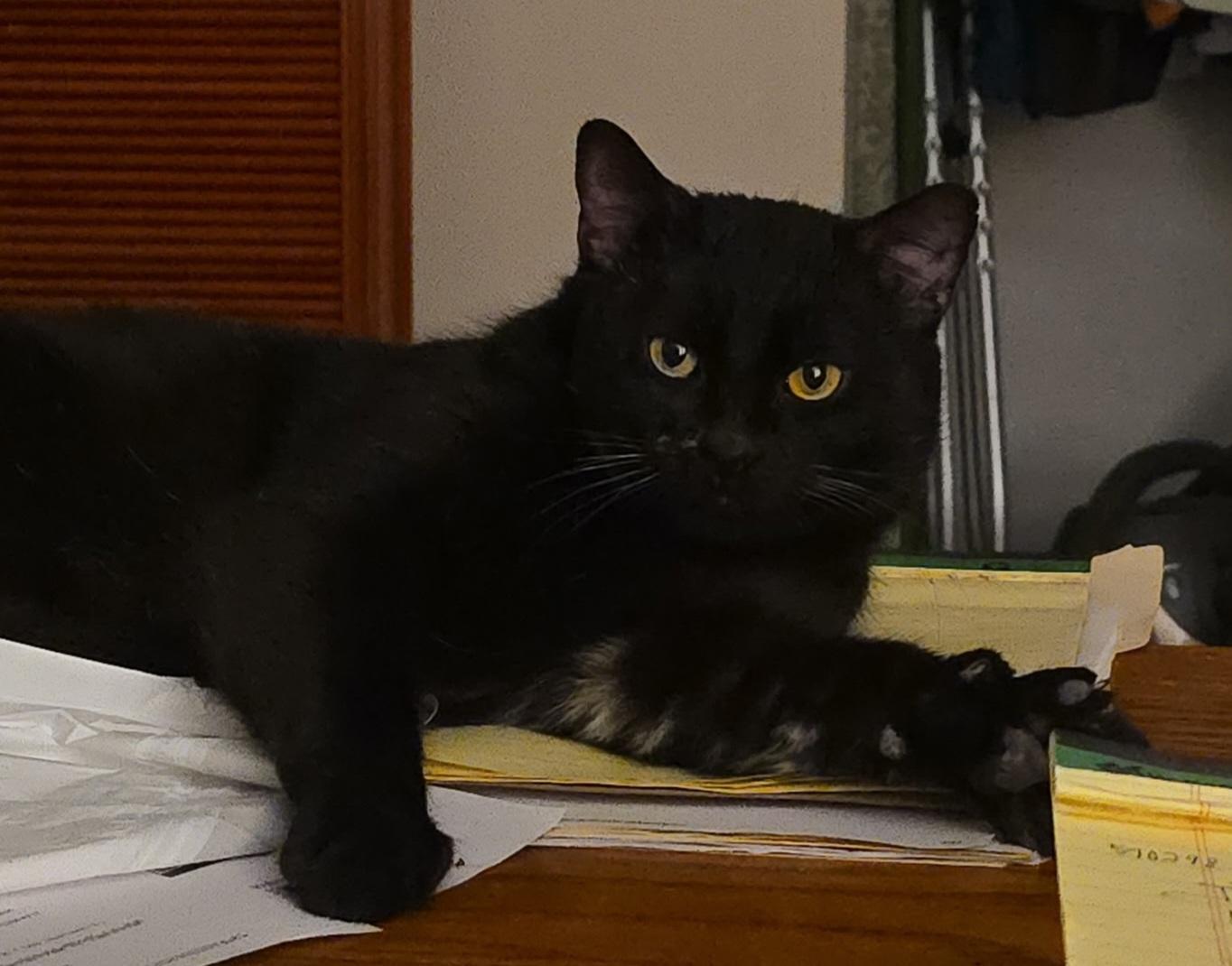 Ardy, ADOPTABLE, Adult Male Domestic Short Hair.