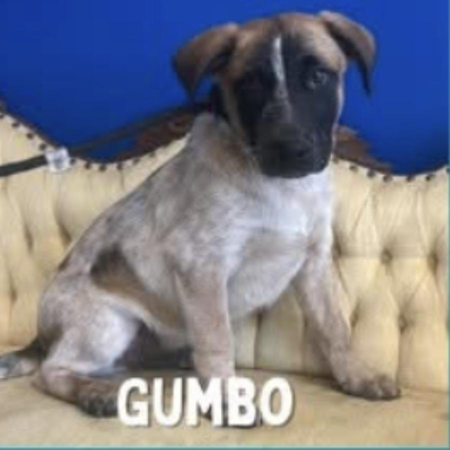 Enlarge Gumbo - 25316, a Adoptable mixed breed in Armonk, NY image 3/4