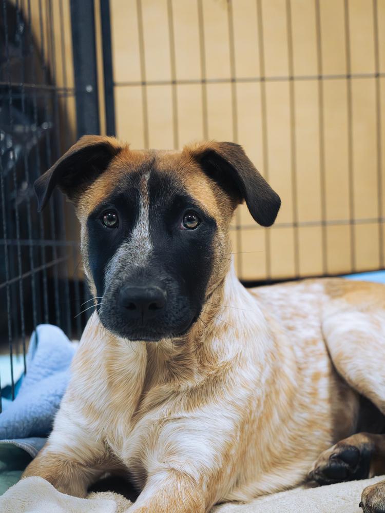 Enlarge Gumbo - 25316, a Adoptable mixed breed in Armonk, NY image 4/4