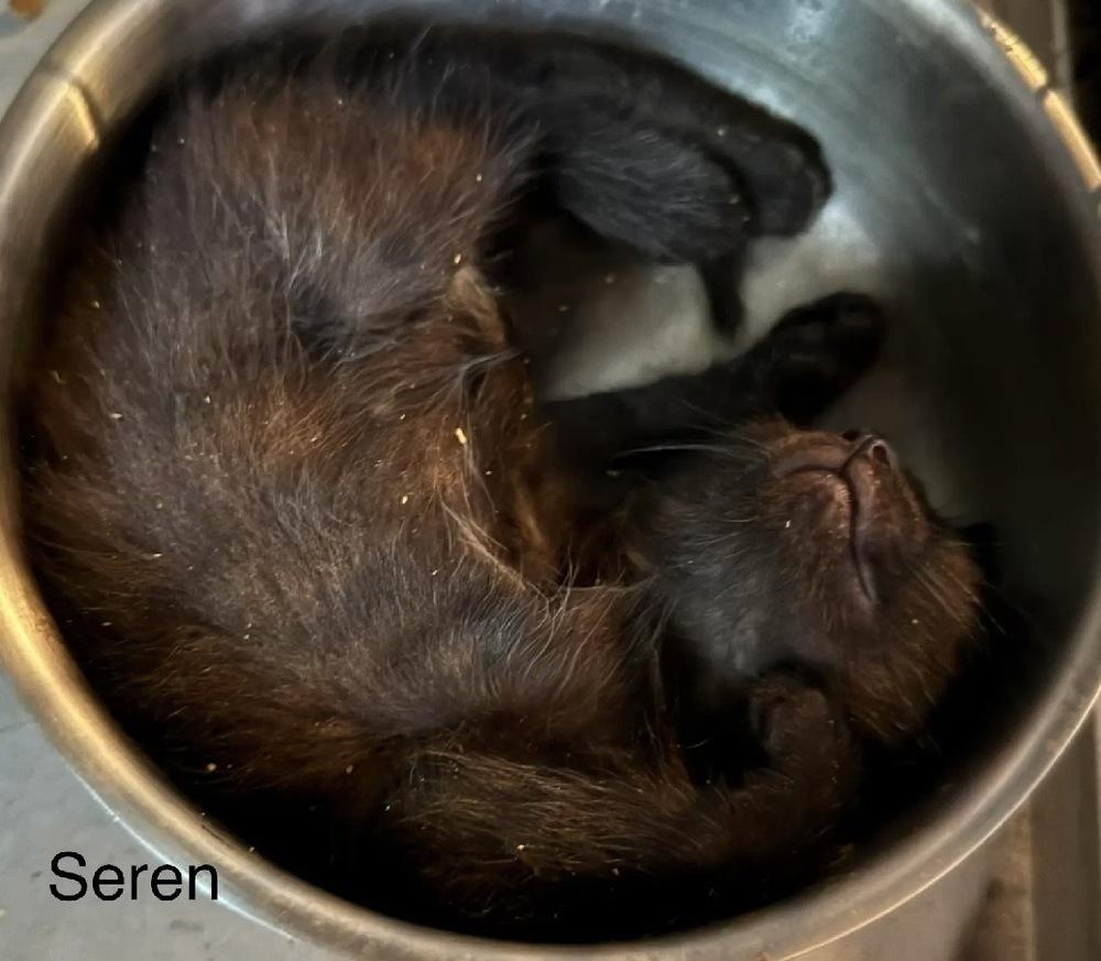 Enlarge Seren, a Adoptable Domestic Short Hair in Safety Harbor, FL image 1/1