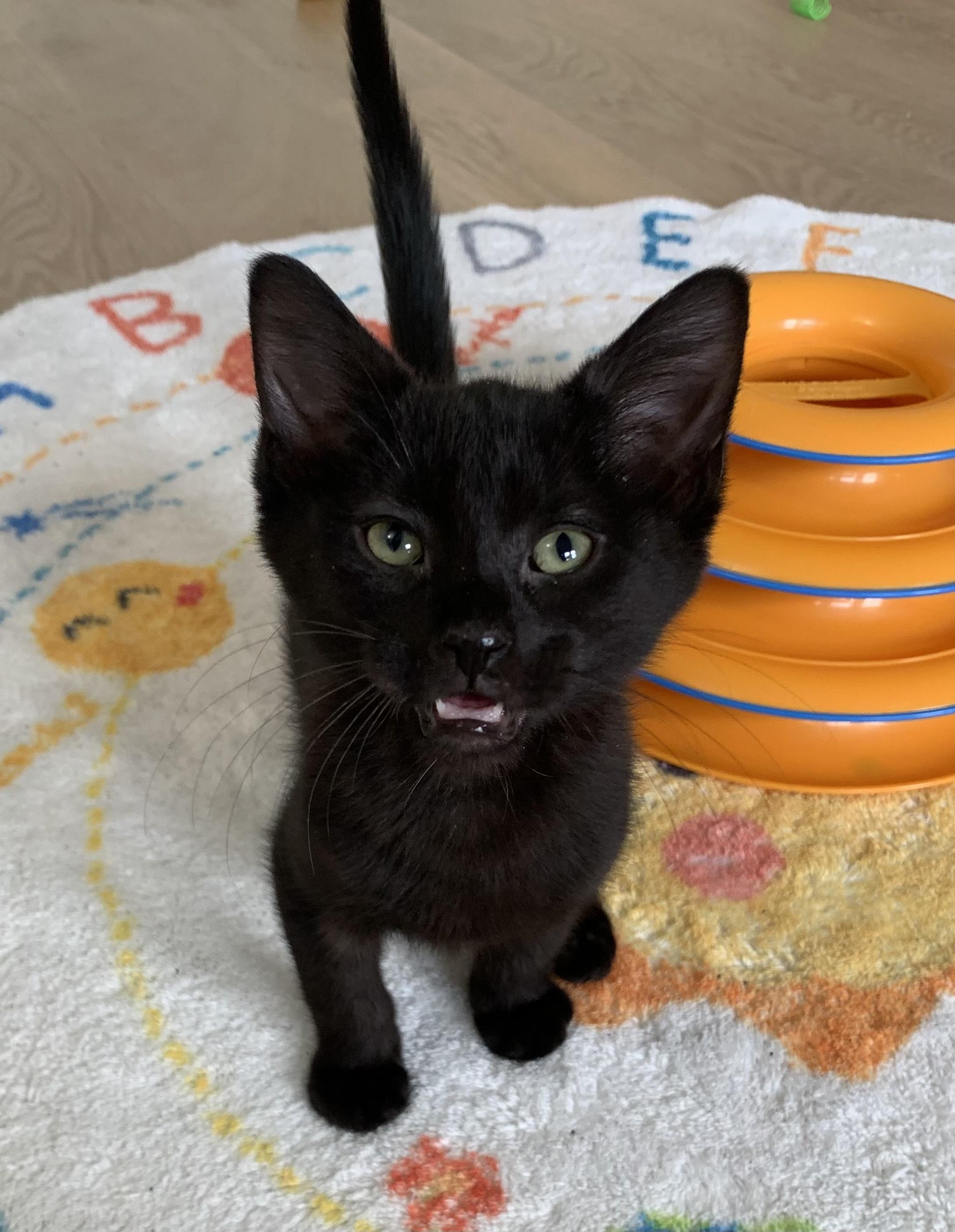 Enlarge Romeo, a ADOPTABLE Domestic Short Hair in Montclair, NJ image 4/5