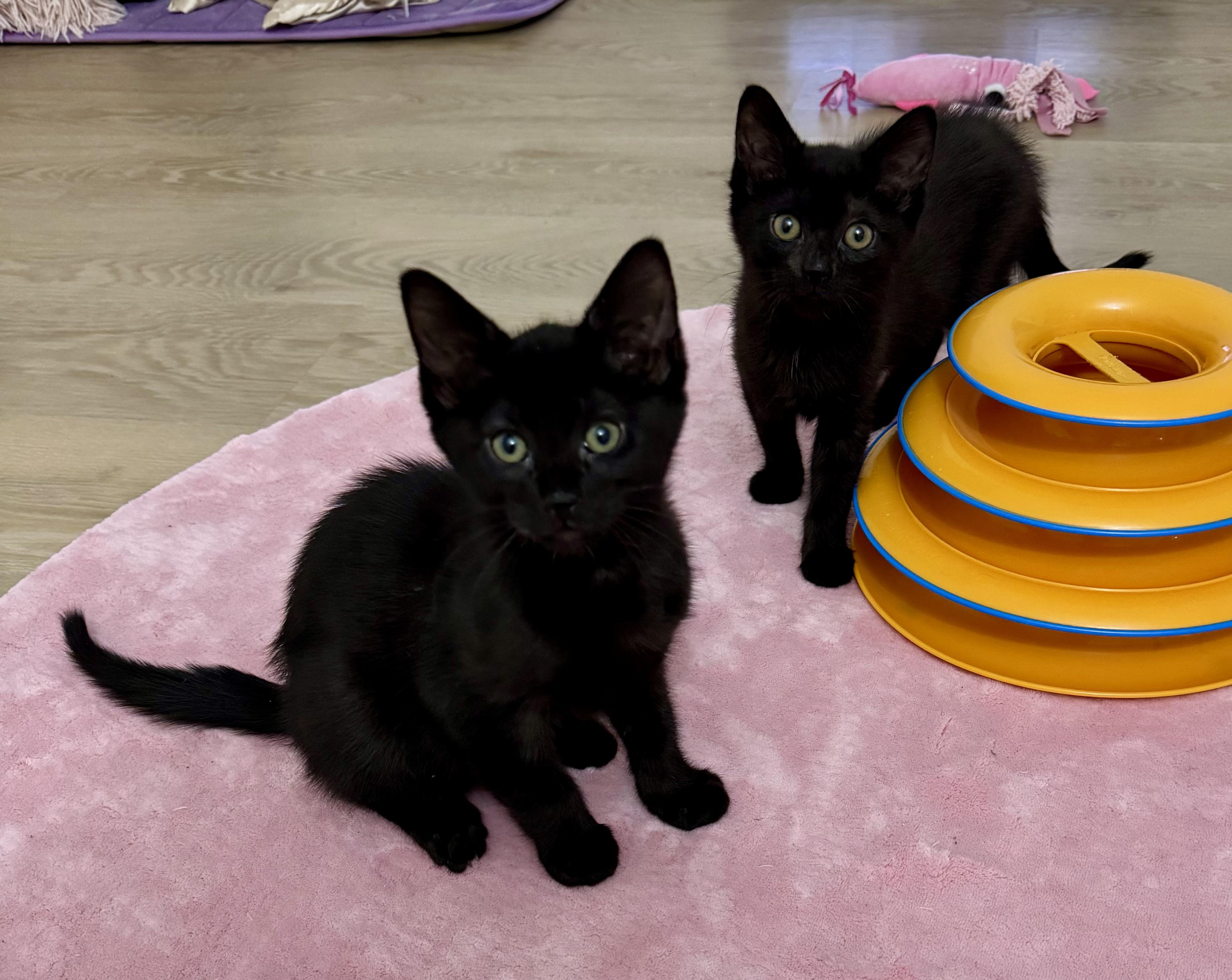 Enlarge Romeo, a ADOPTABLE Domestic Short Hair in Montclair, NJ image 2/5