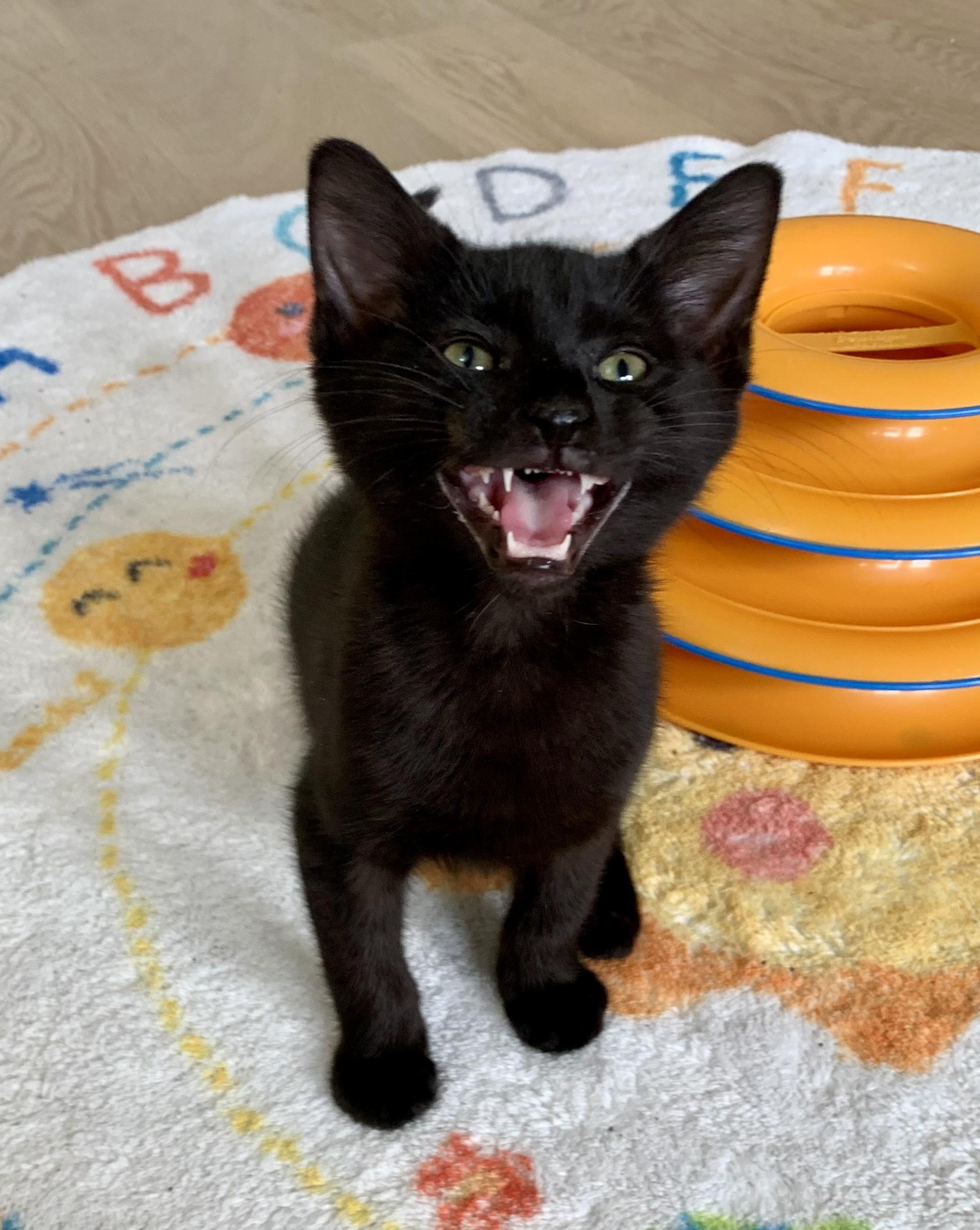 Enlarge Romeo, a ADOPTABLE Domestic Short Hair in Montclair, NJ image 1/5