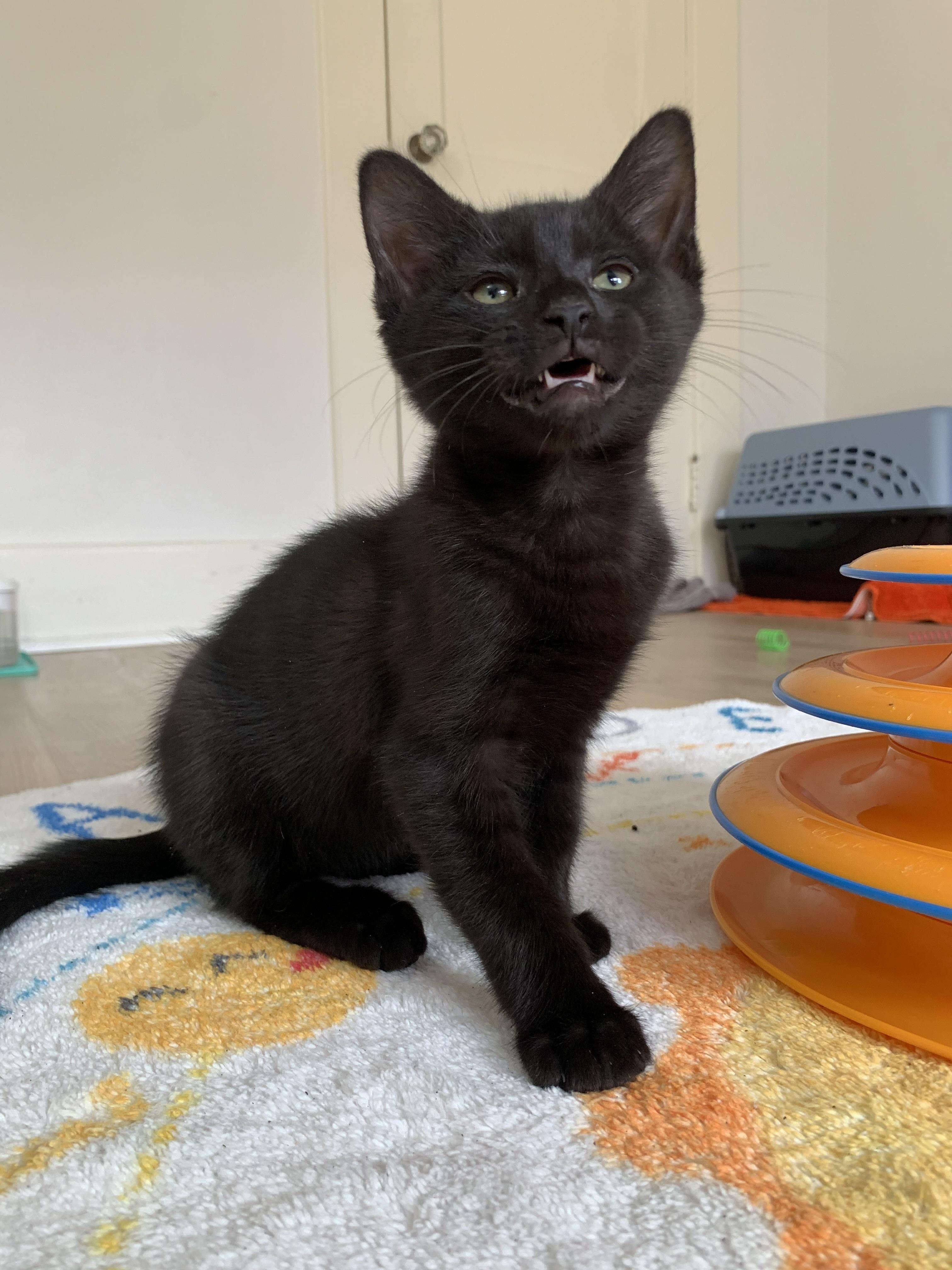 Enlarge Romeo, a ADOPTABLE Domestic Short Hair in Montclair, NJ image 3/5