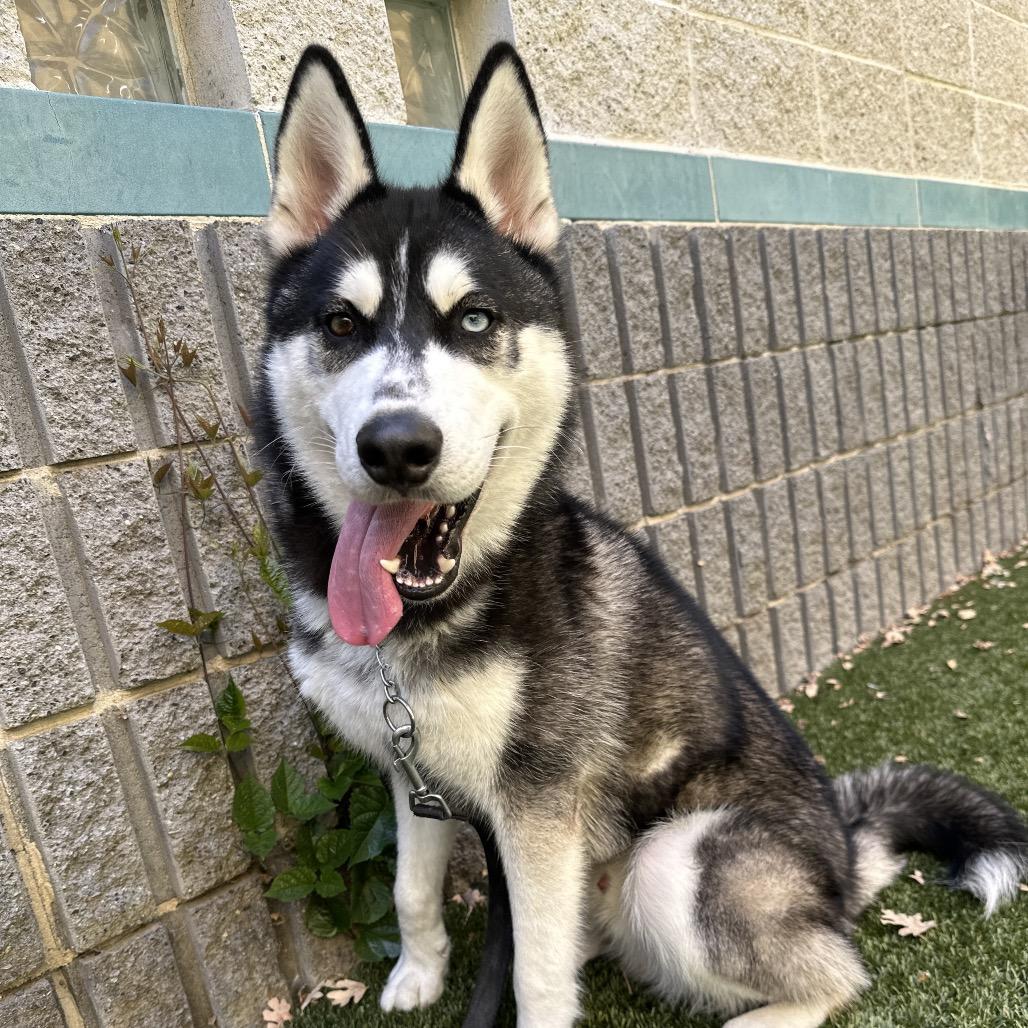 Kip, a ADOPTABLE Siberian Husky in Dublin, CA image 5/6