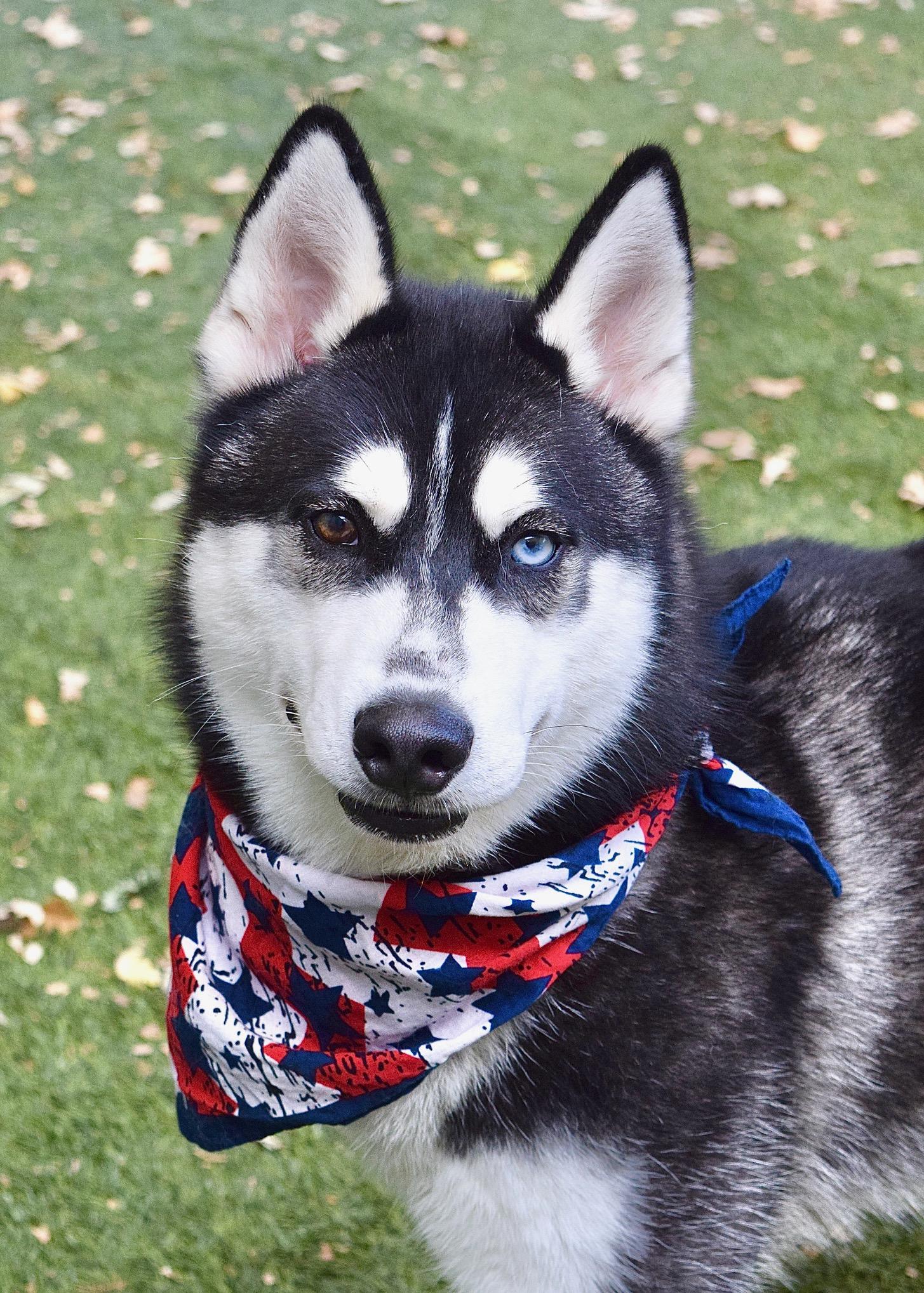 Kip, ADOPTABLE, Young Male Siberian Husky.