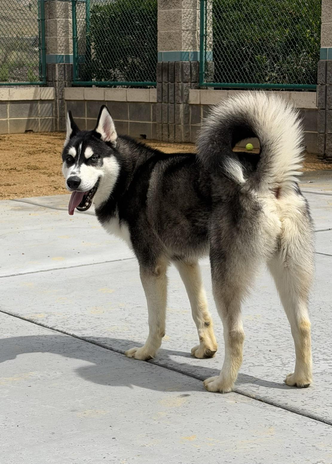 Kip, a ADOPTABLE Siberian Husky in Dublin, CA image 3/6