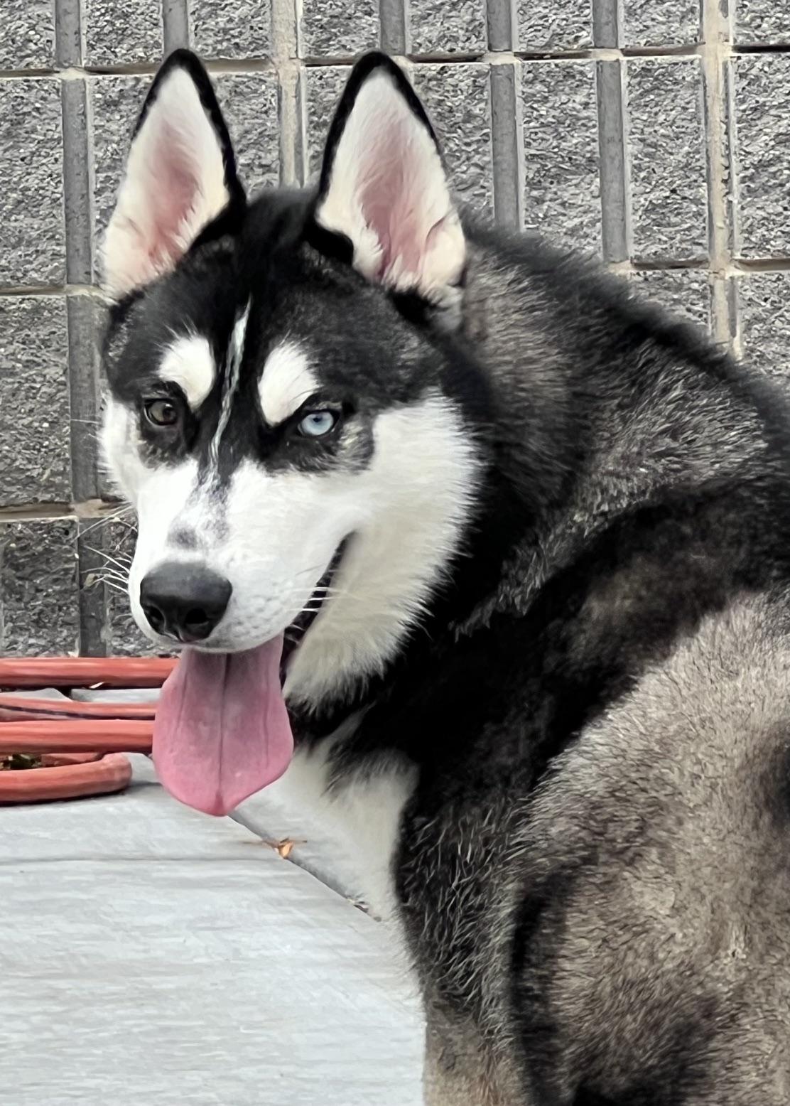 Kip, a ADOPTABLE Siberian Husky in Dublin, CA image 2/6