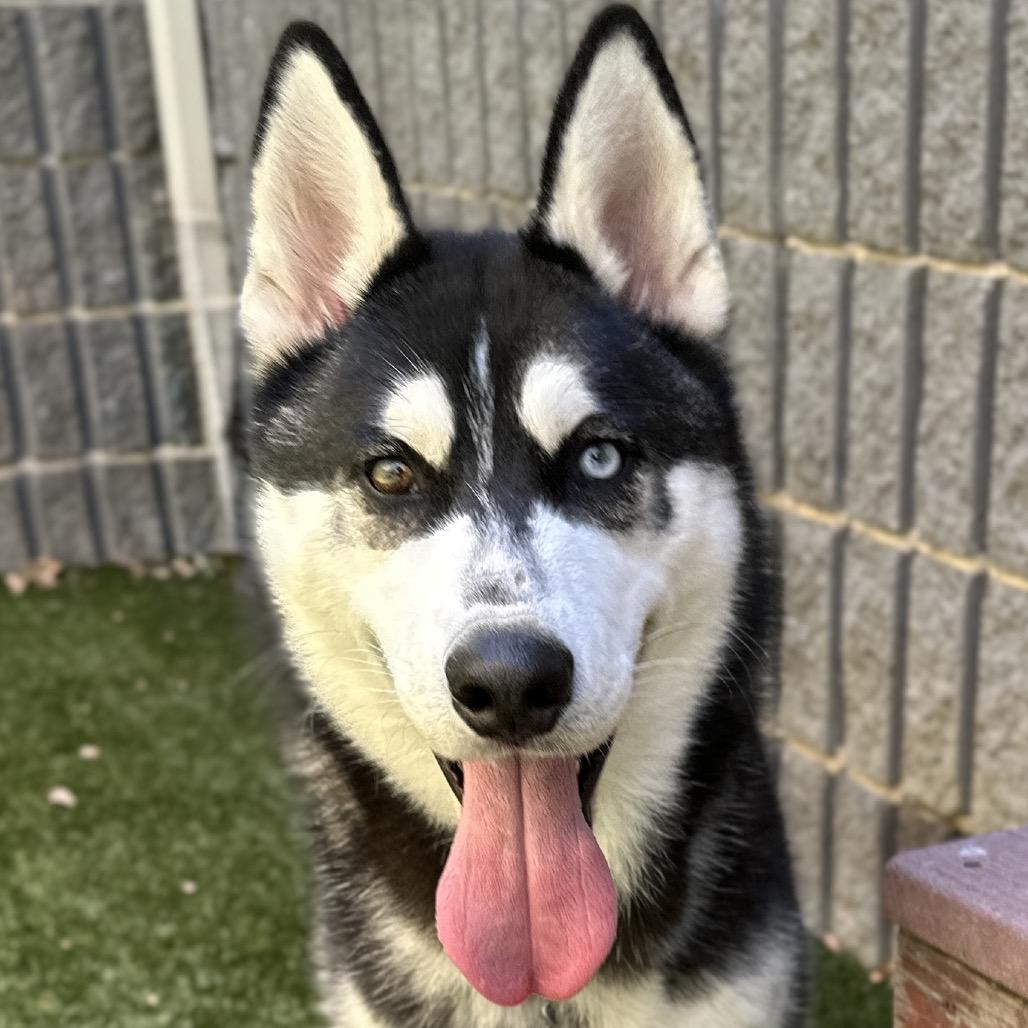 Kip, a ADOPTABLE Siberian Husky in Dublin, CA image 4/6