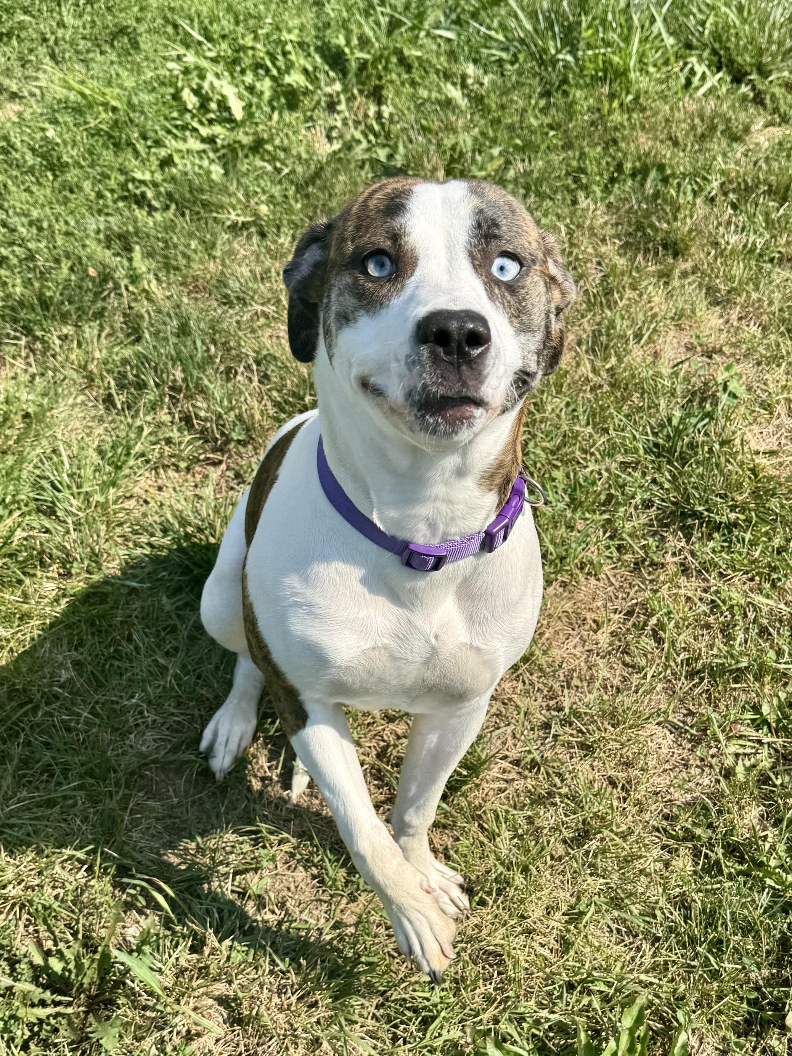 Enlarge Fury, a Adoptable mixed breed in St. Joseph, MI image 1/1
