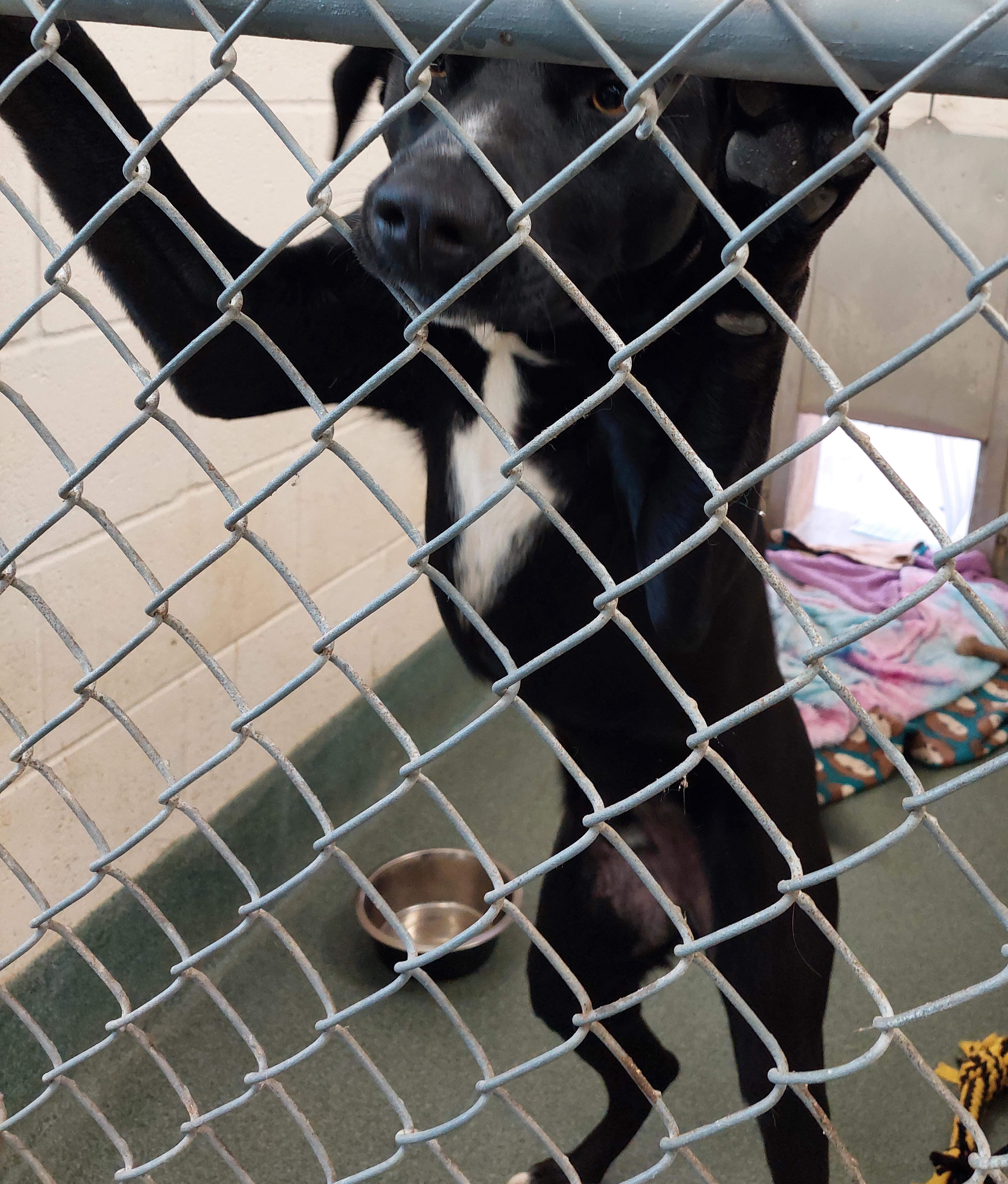 Enlarge Reynolds, a ADOPTABLE Mixed Breed in Rehoboth, MA image 3/3