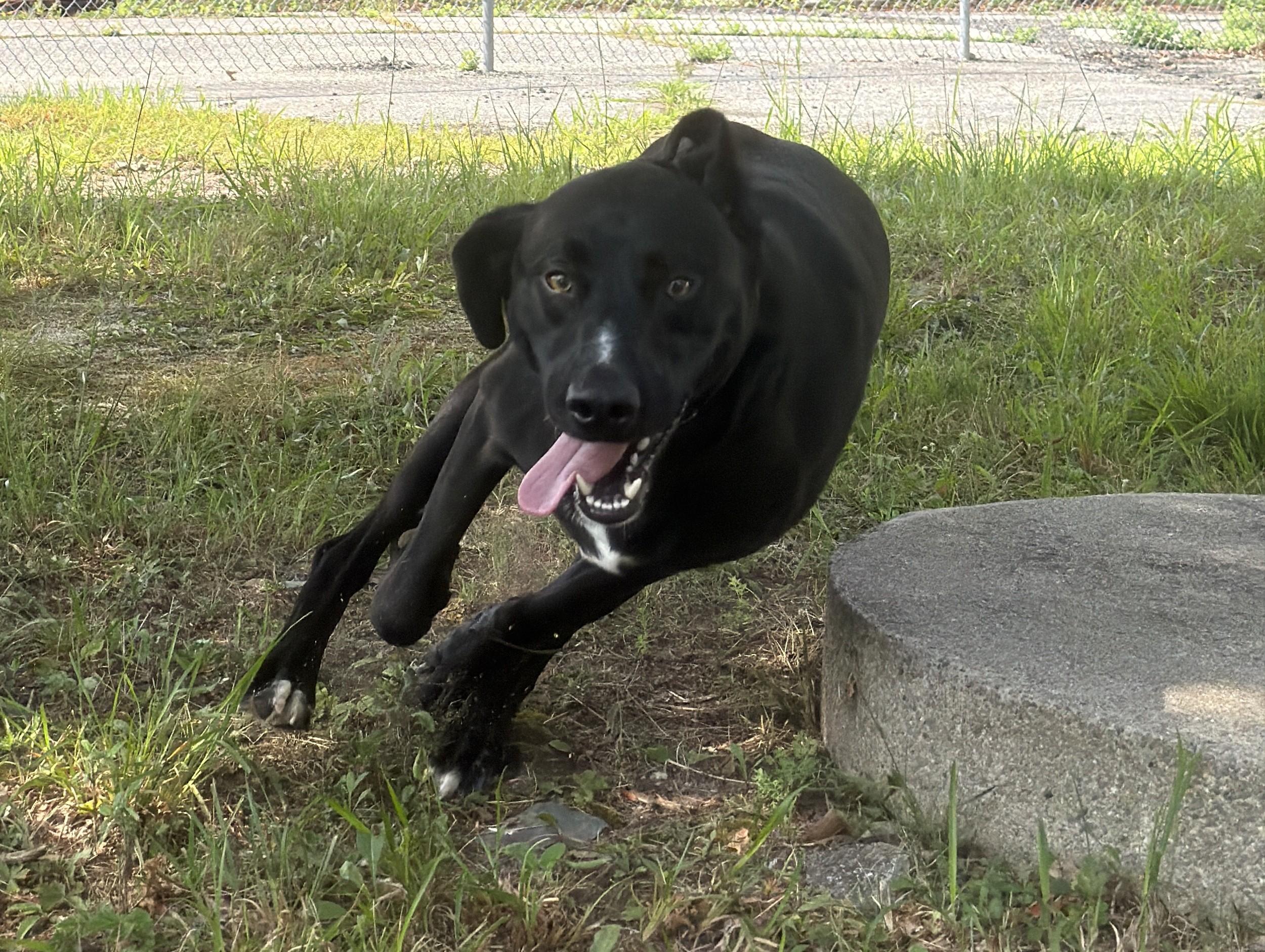 Enlarge Reynolds, a Adopted mixed breed in Rehoboth, MA image 3/5