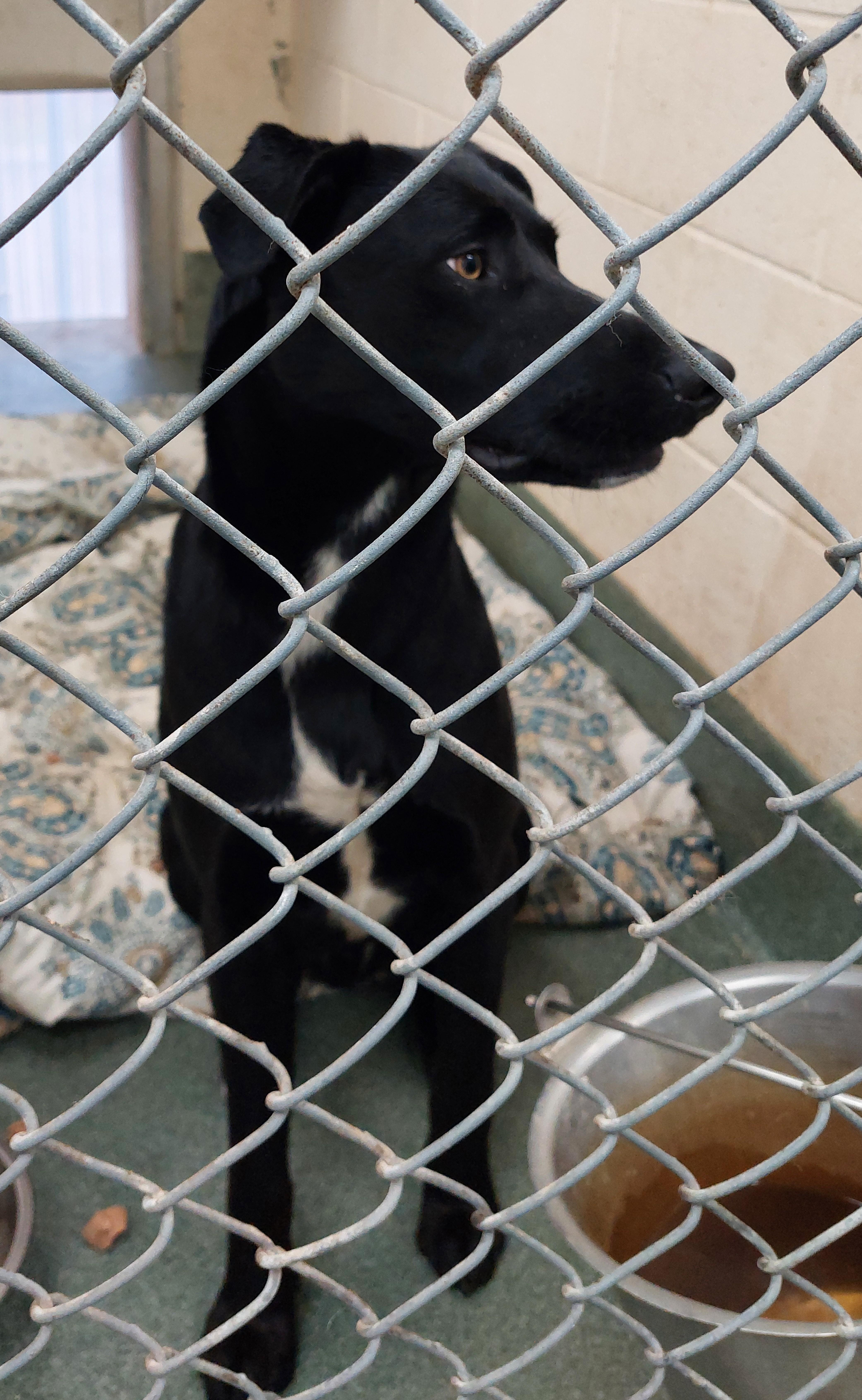 Enlarge Reynolds, a ADOPTABLE Mixed Breed in Rehoboth, MA image 2/3