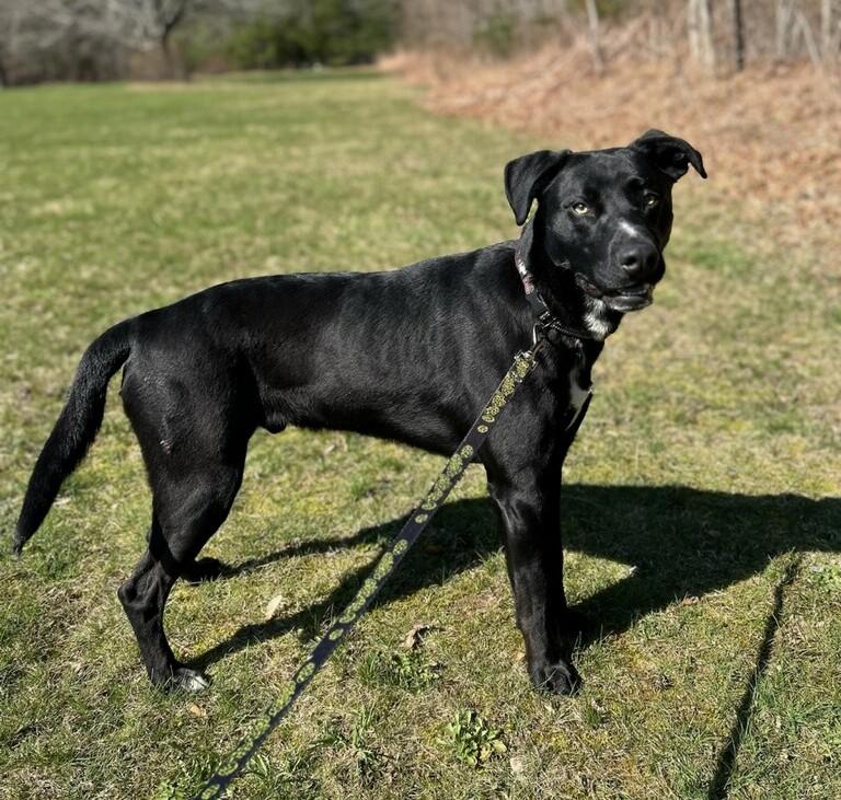 Enlarge Reynolds, a Adopted mixed breed in Rehoboth, MA image 1/5