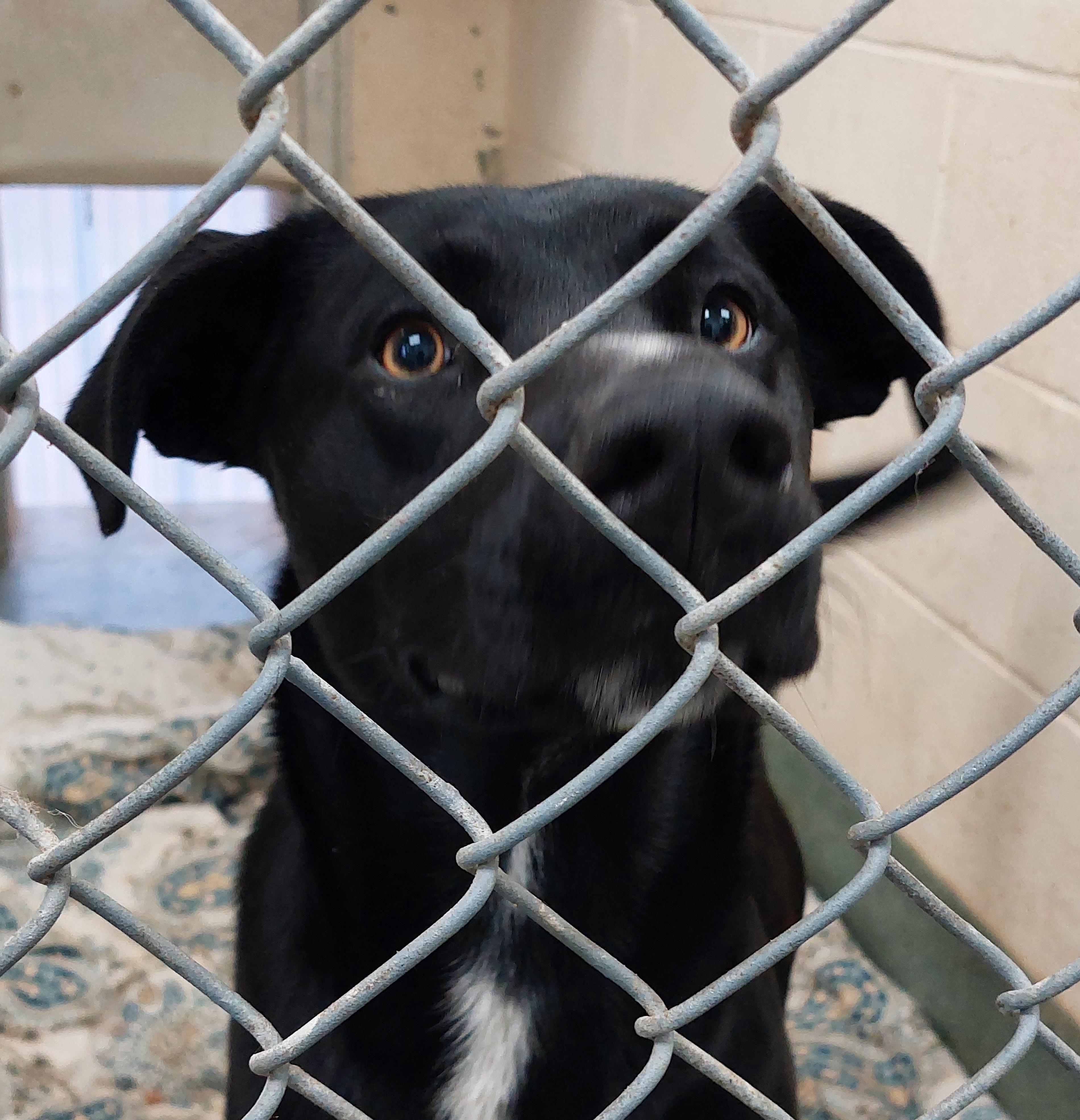 Enlarge Reynolds, a ADOPTABLE Mixed Breed in Rehoboth, MA image 1/3