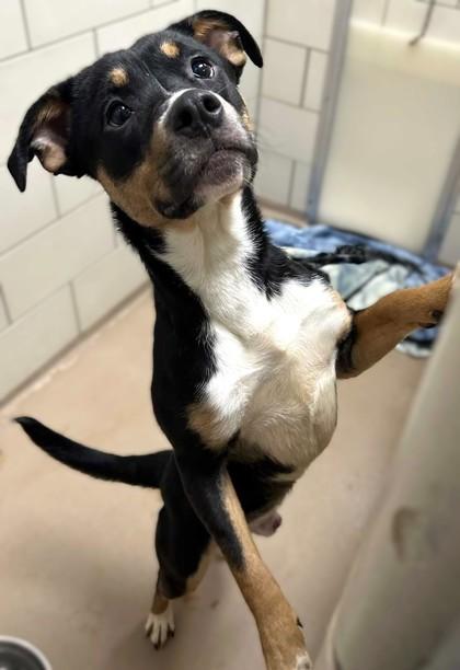 Frank Biscotti, Adoptable, Adult Male Mixed Breed & Mixed Breed.