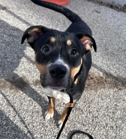 Frank Biscotti, a Adoptable mixed breed in New Albany, IN image 2/2