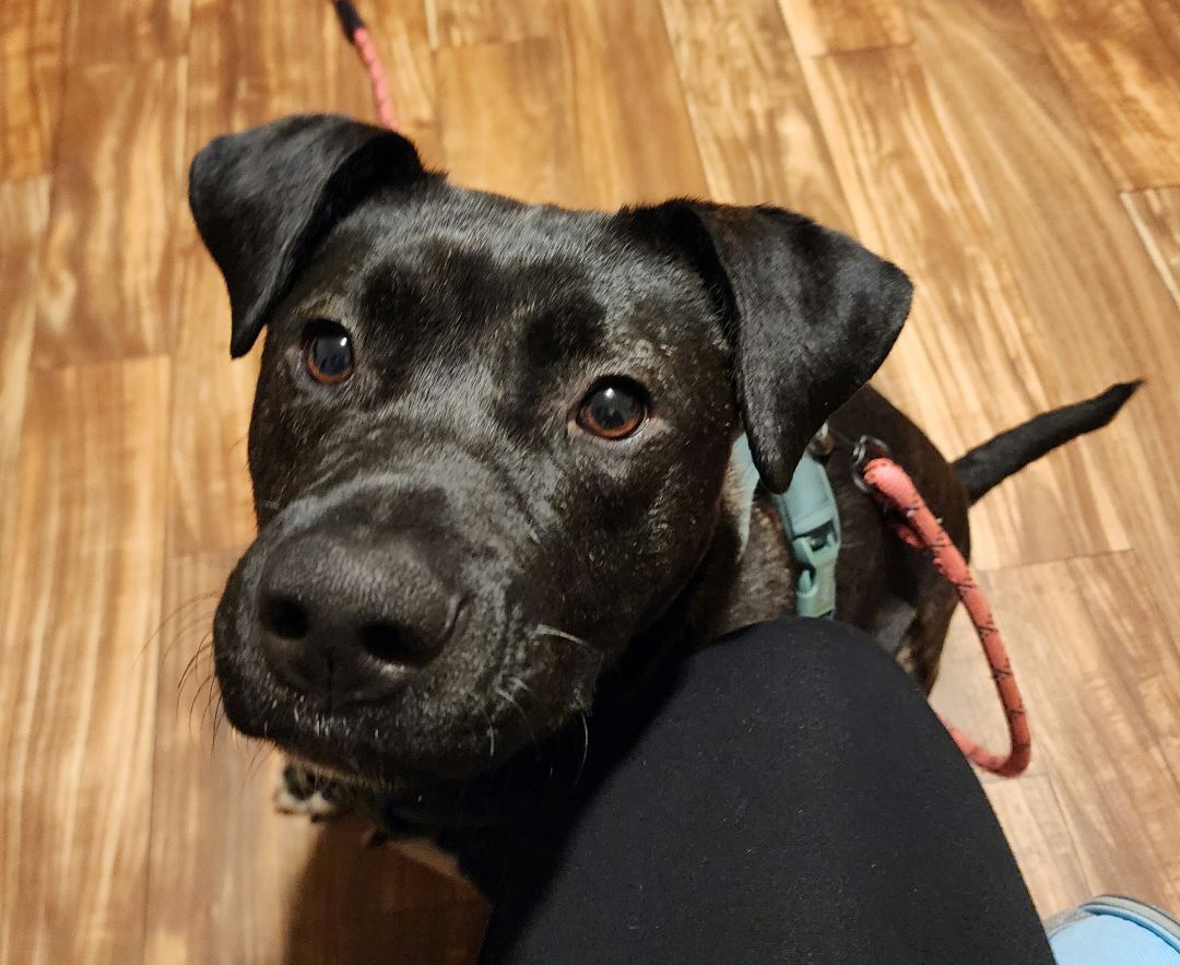 Wheeler, Adopted, Young Male Black Labrador Retriever.