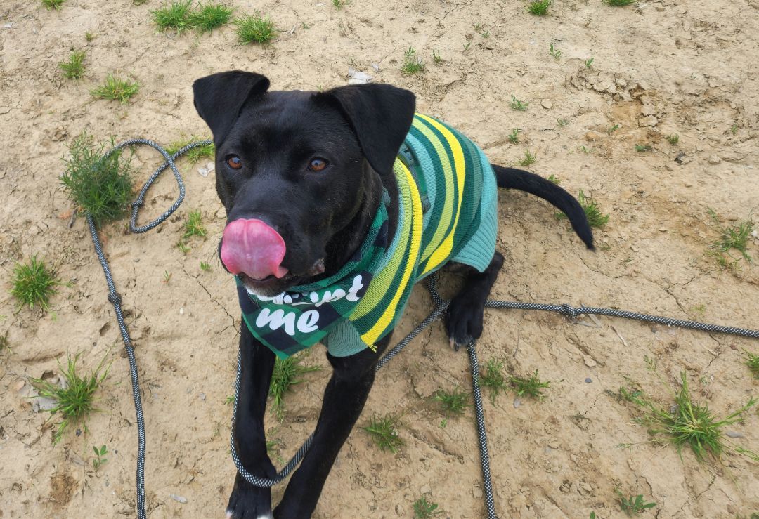 Enlarge Wheeler, a Adopted mixed breed in Willoughby, OH image 2/12