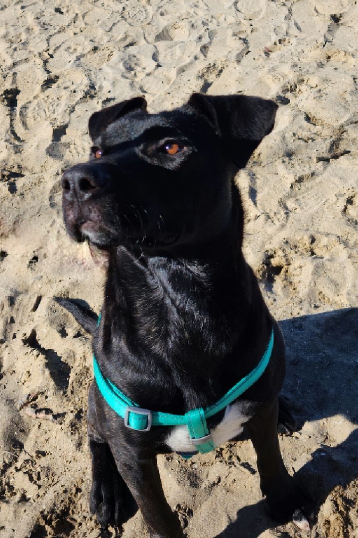 Enlarge Wheeler, a Adopted mixed breed in Willoughby, OH image 3/12