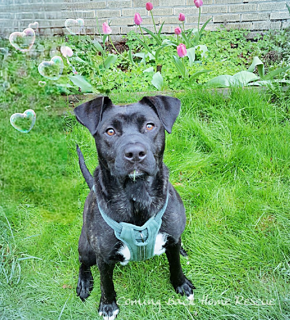 Enlarge Wheeler, a Adopted mixed breed in Willoughby, OH image 4/12