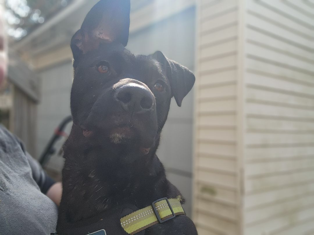 Enlarge Wheeler, a Adopted mixed breed in Willoughby, OH image 6/12